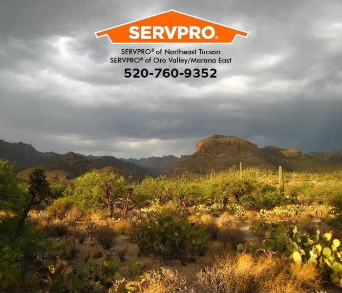A cactus desert is seen after a storm.