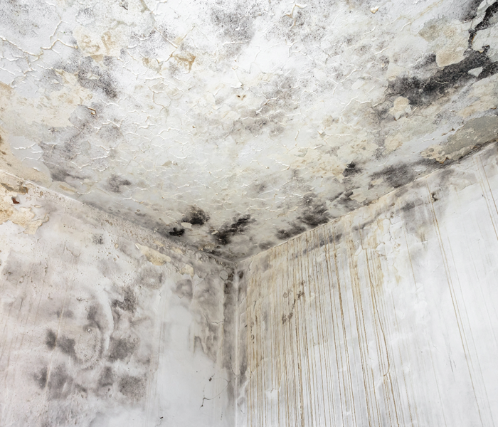 Mold infestation on a wall and ceiling.