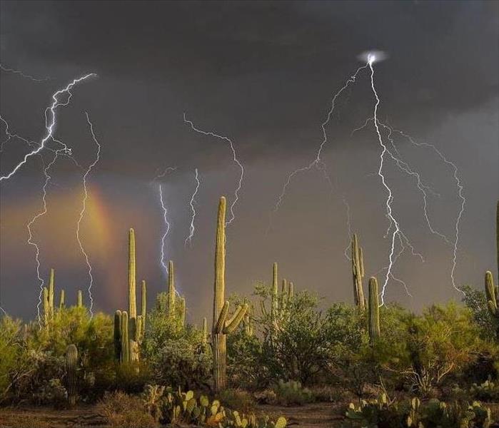 Arizona Desert with rain storm behind a cactus.