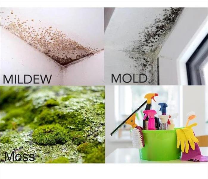 Moss Mold Mildew